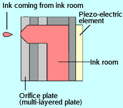 Outline of head